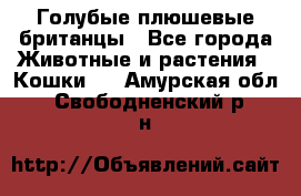 Голубые плюшевые британцы - Все города Животные и растения » Кошки   . Амурская обл.,Свободненский р-н